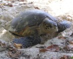 Aride Island Excursion praslin seychelles summer rain tours