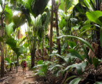 Valee-De-Mai-seychelles-summer-rain-tours