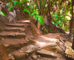 Valee-De-Mai-seychelles-summer-rain-tours