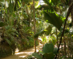 Valee-De-Mai-seychelles-summer-rain-tours